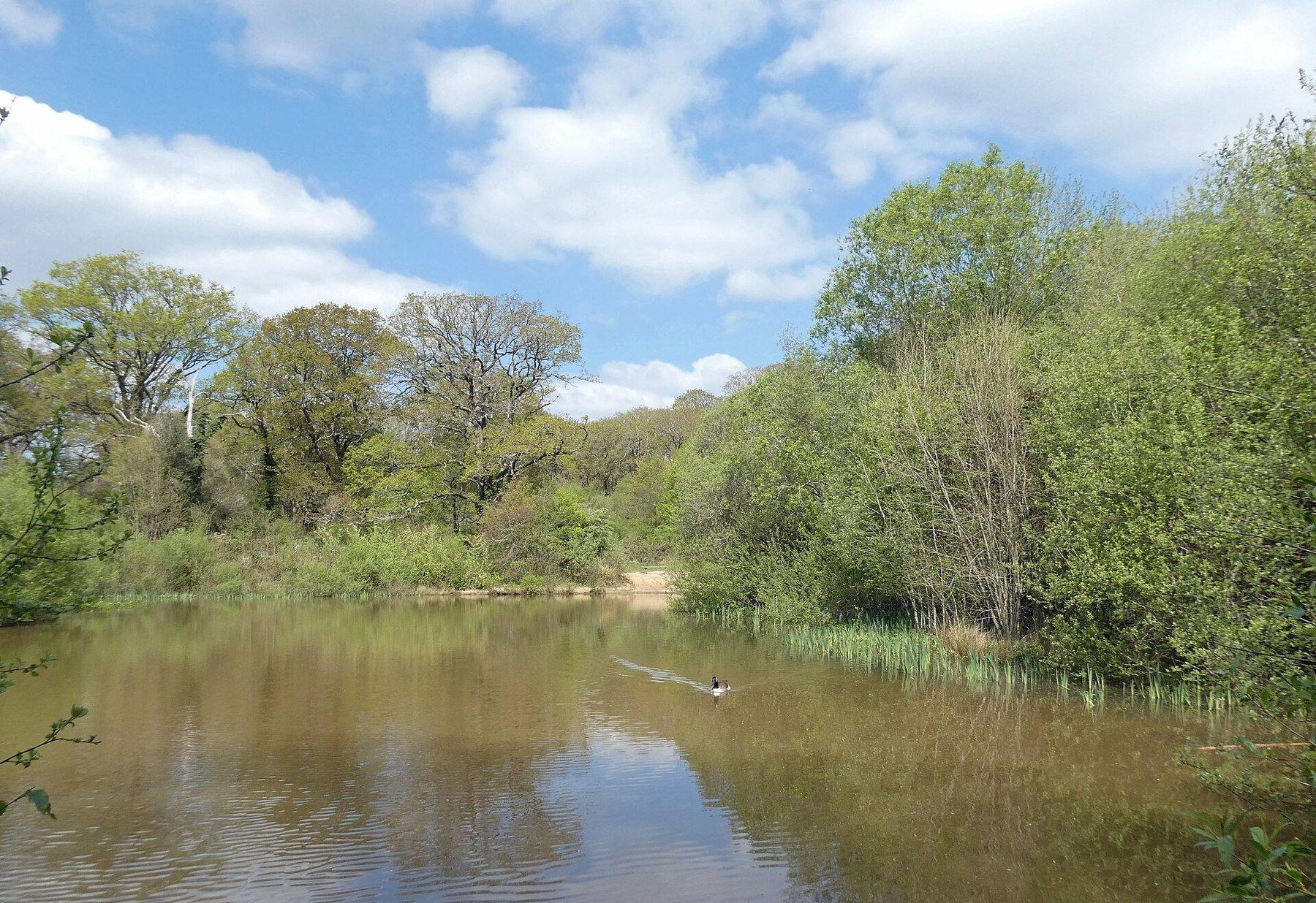 Bookham Commons Woodland and Ponds Circular