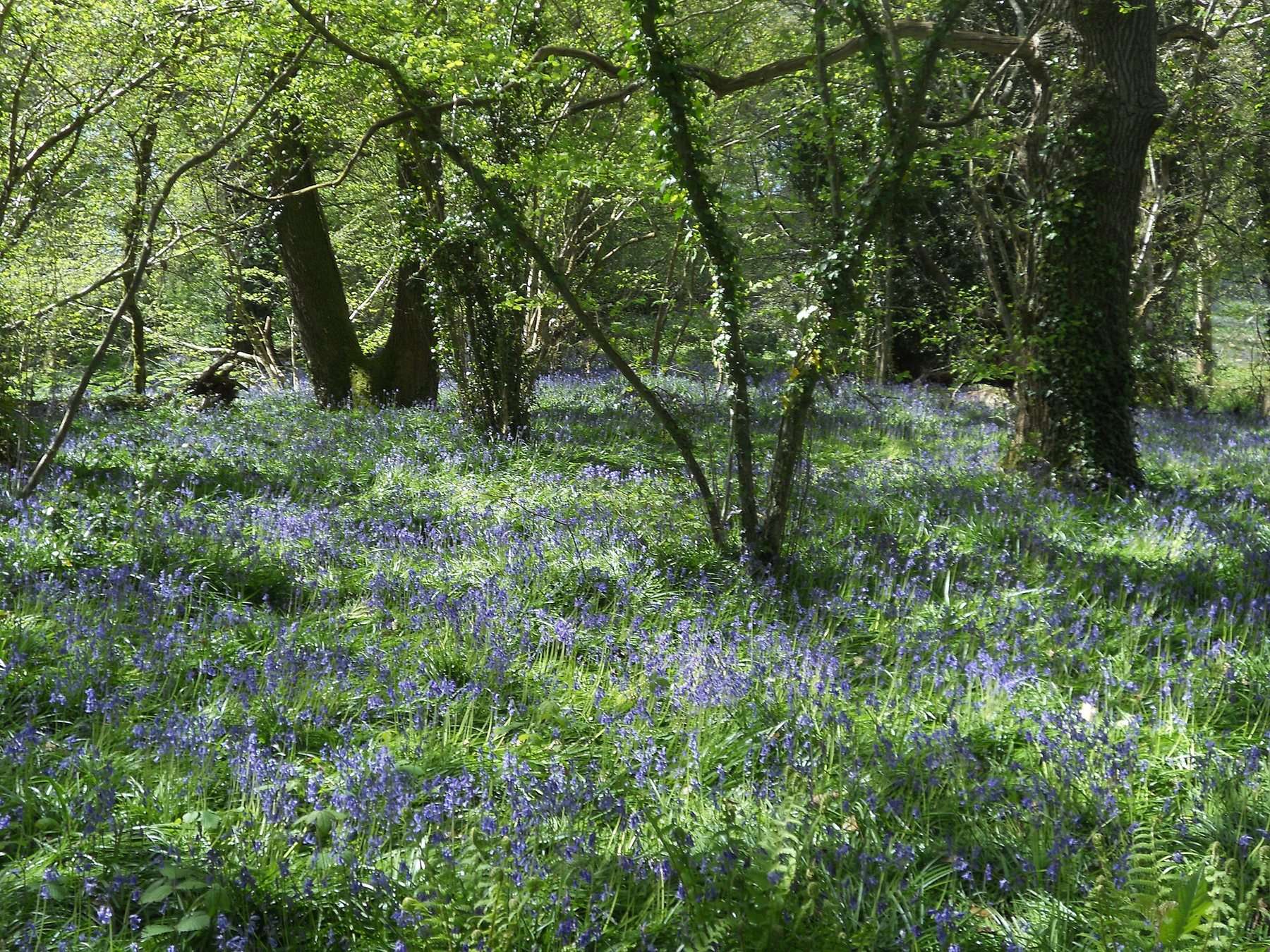 Borthwood Copse Red Squirrel Walk