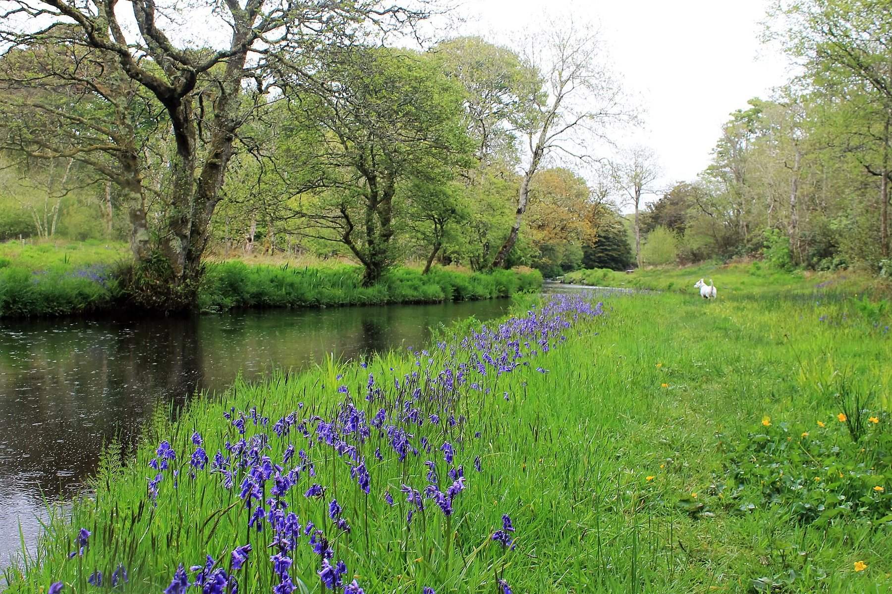 Bridgend Woods and the Islay Woollen Mill