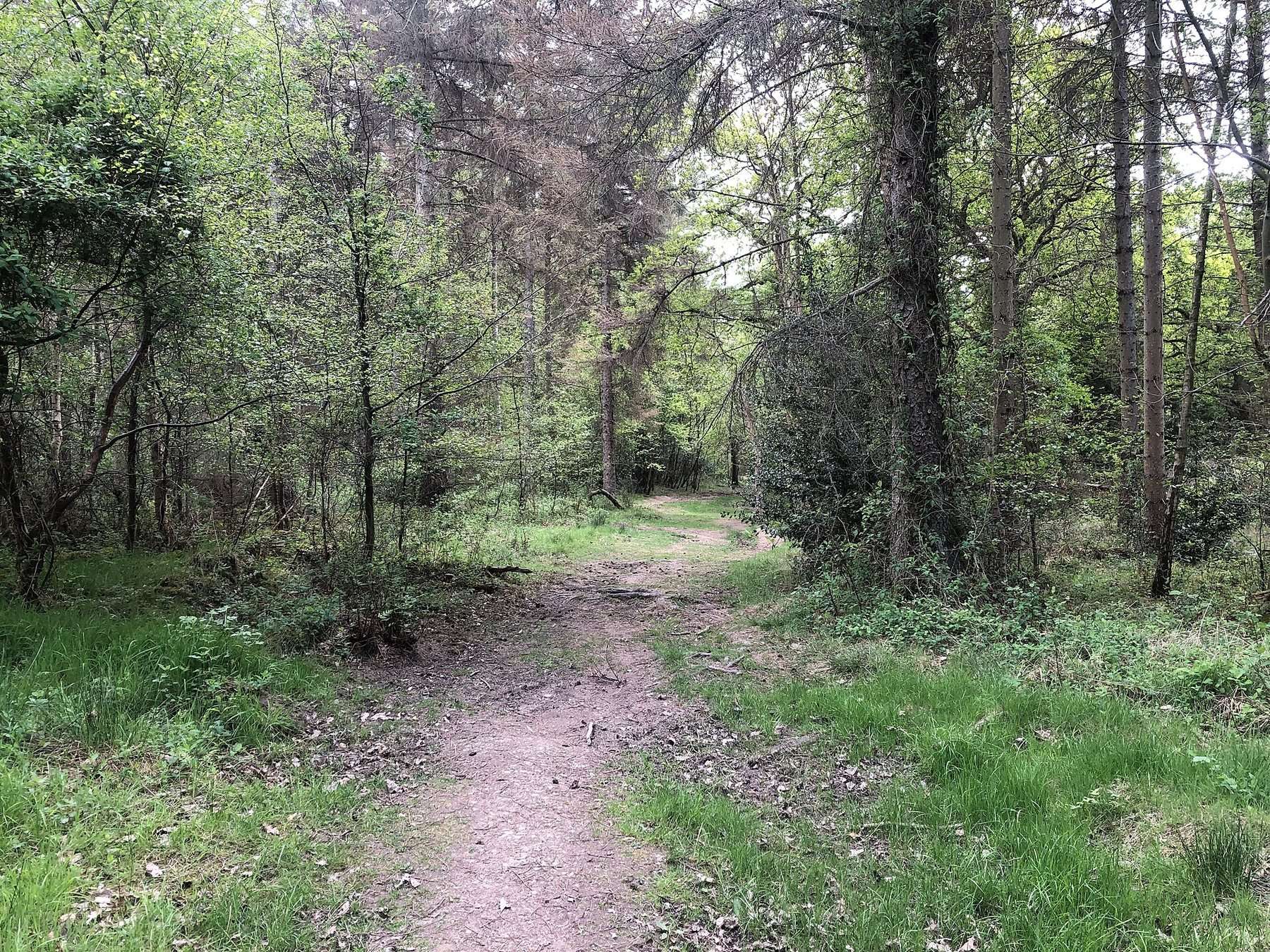 Butterdean Wood