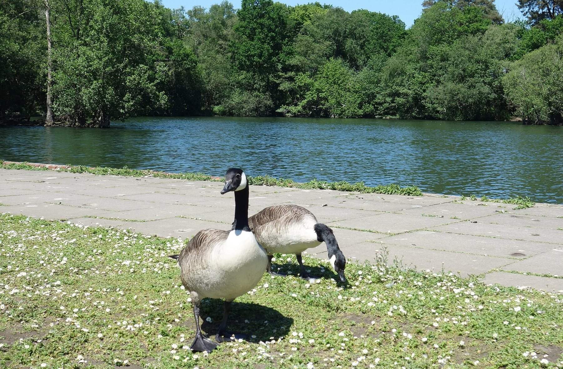 California Country Park Woodland and Longmoor Lake