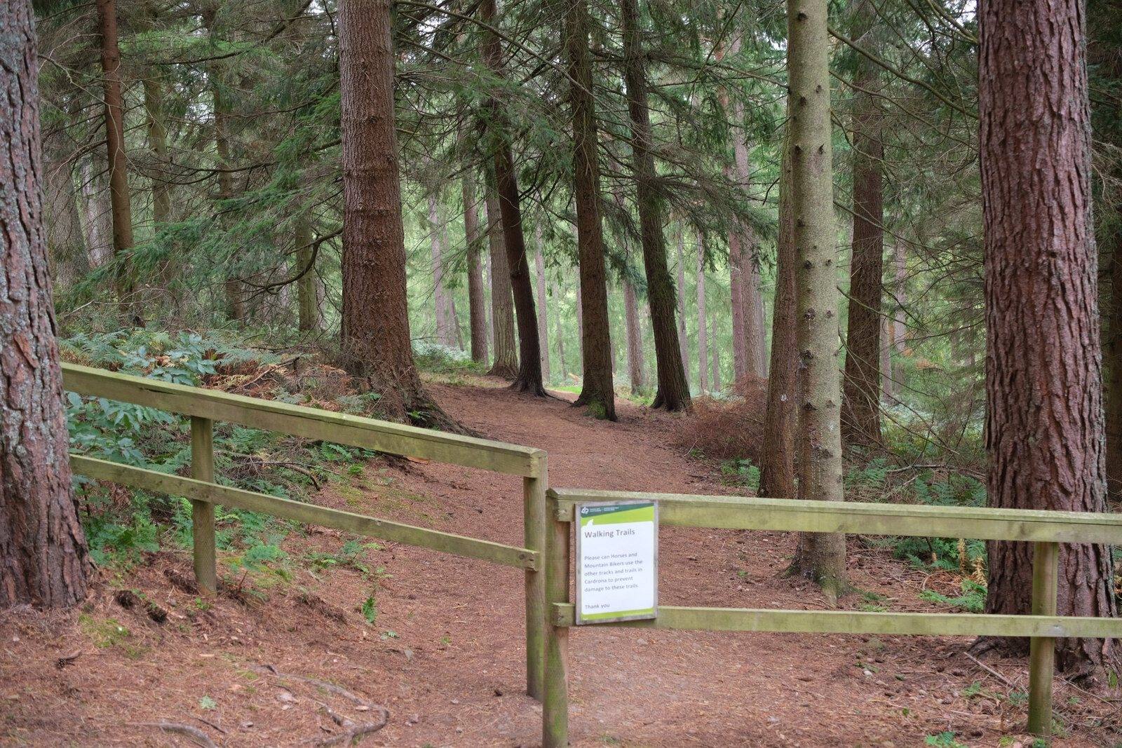 Cardrona Forest and Cardrona Tower Trail