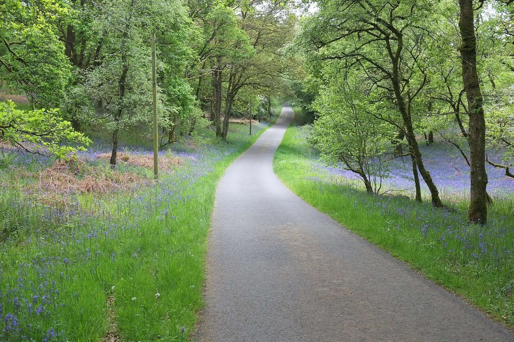 Carstramon Wood and Round the Water from Gatehouse of Fleet