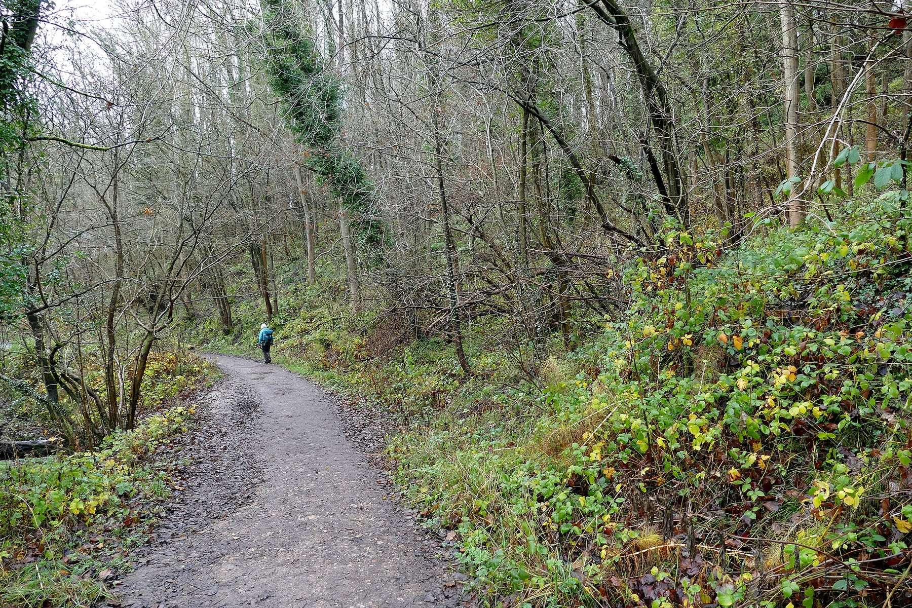 Castle Eden Dene Yew Tree Trail