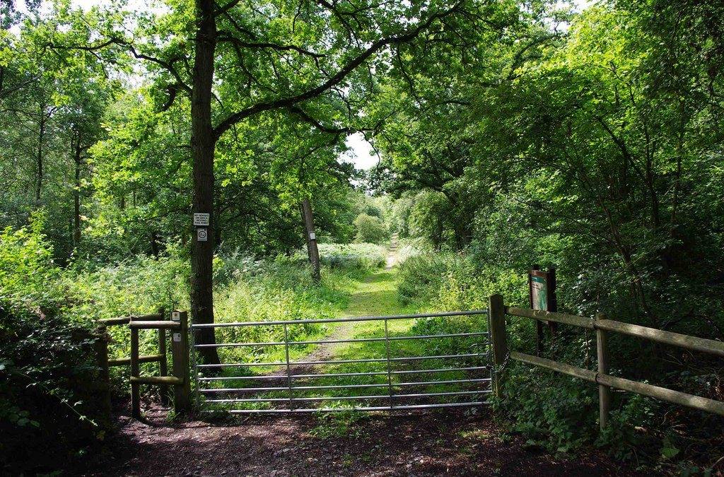 Chaddesley Woods