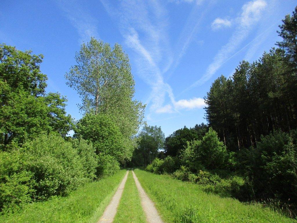Chambers Farm Wood Circular Walk