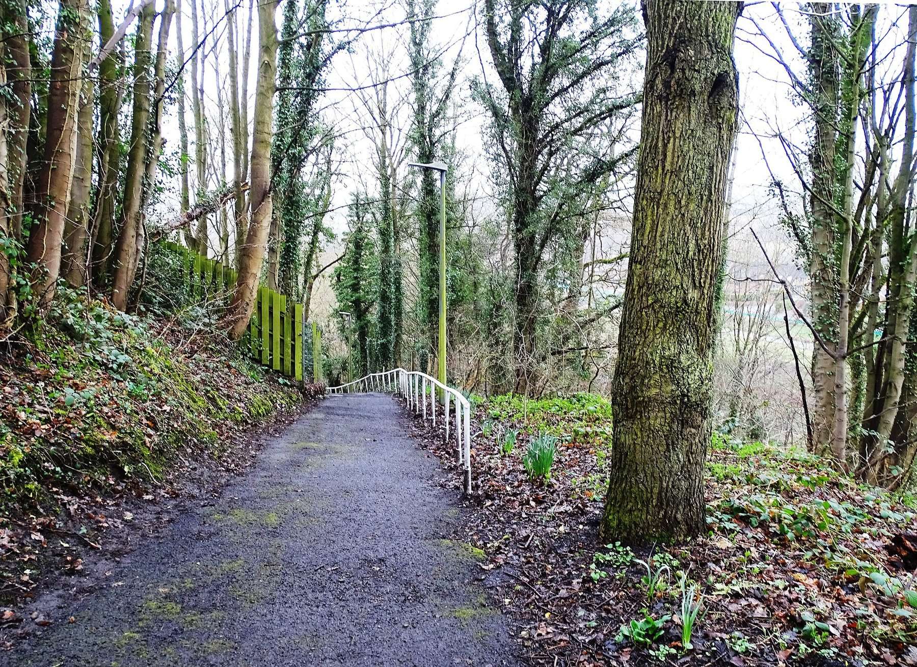 Chopwell Wood
