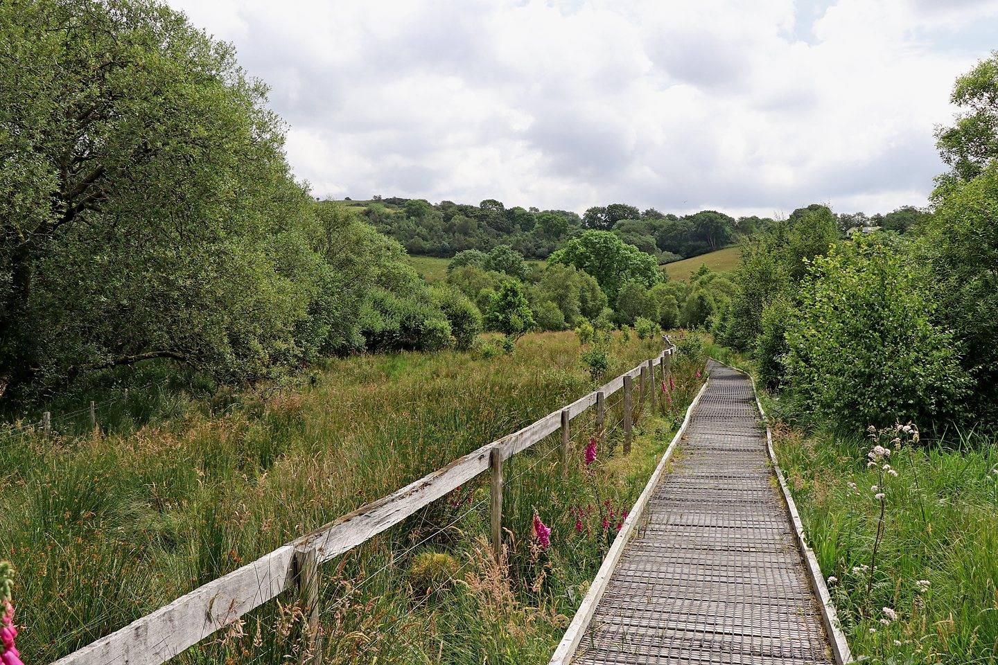 Cors Caron Boardwalk and Bog Hide