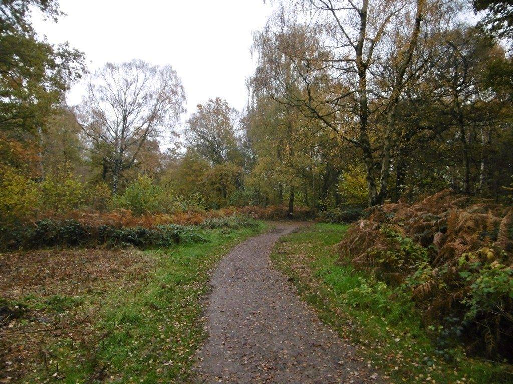 Crackley Wood and Blackdown