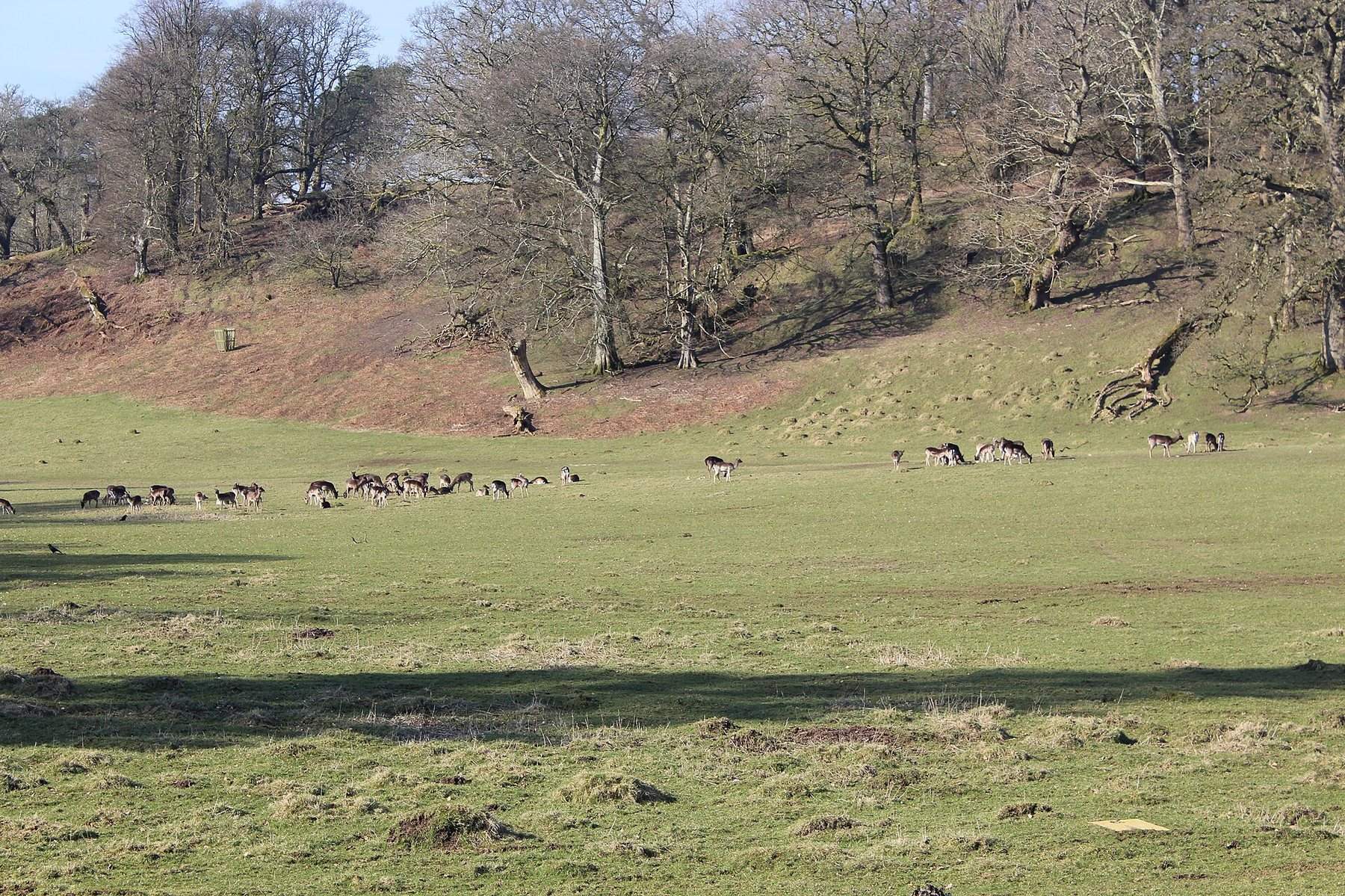 Dinefwr Park and Castle Wildlife Walk