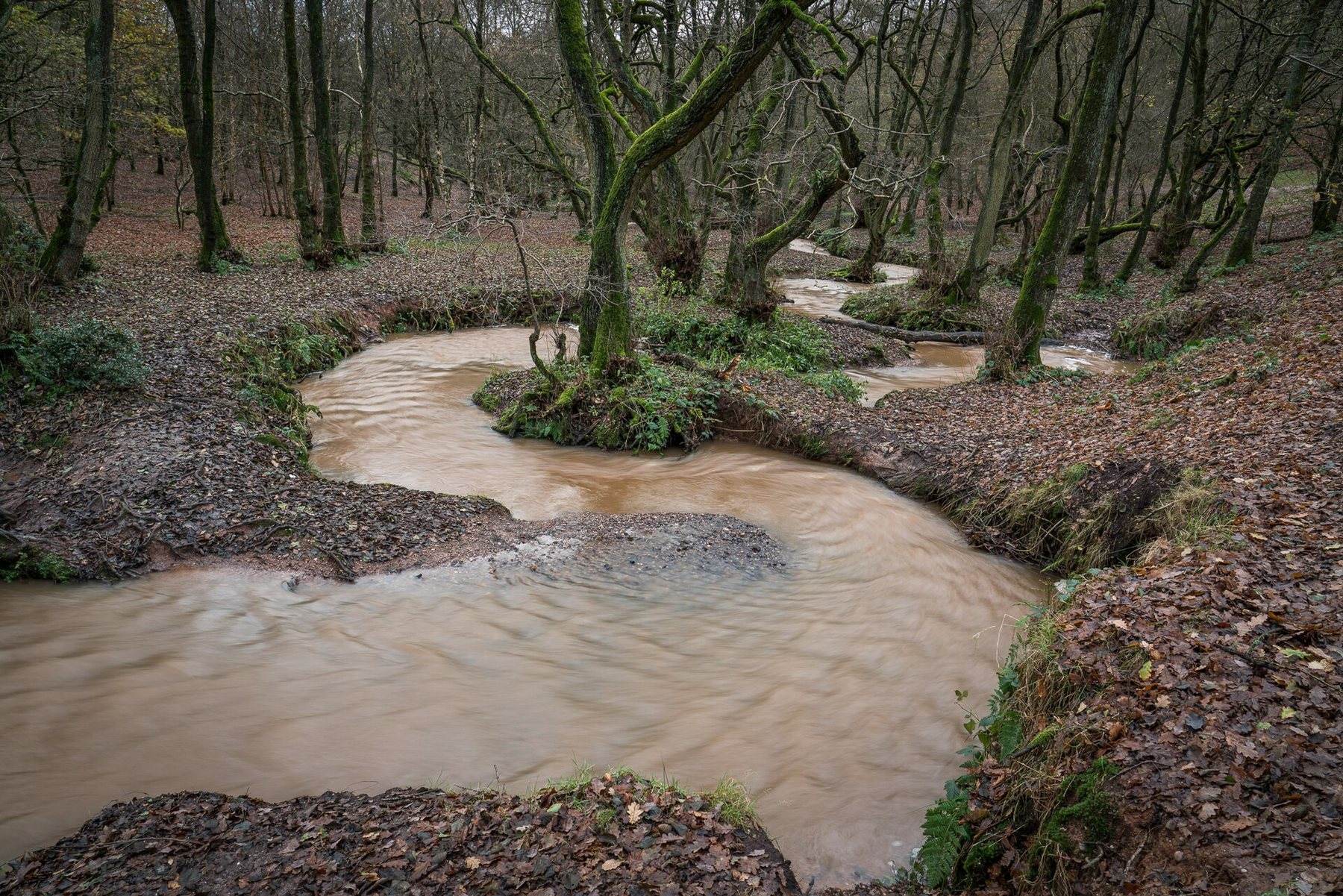 Downs Banks Circular Walk