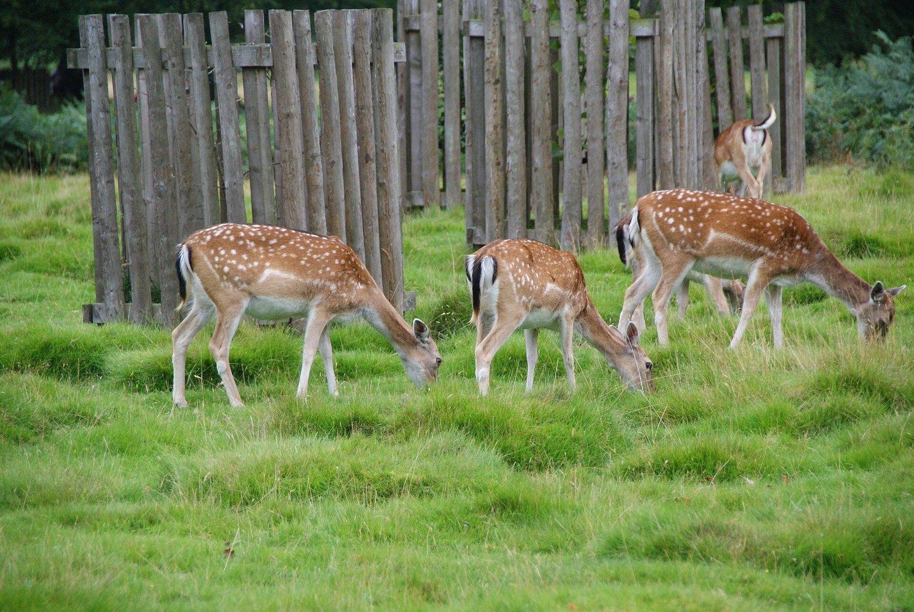 Dunham Massey Deer Park Circular
