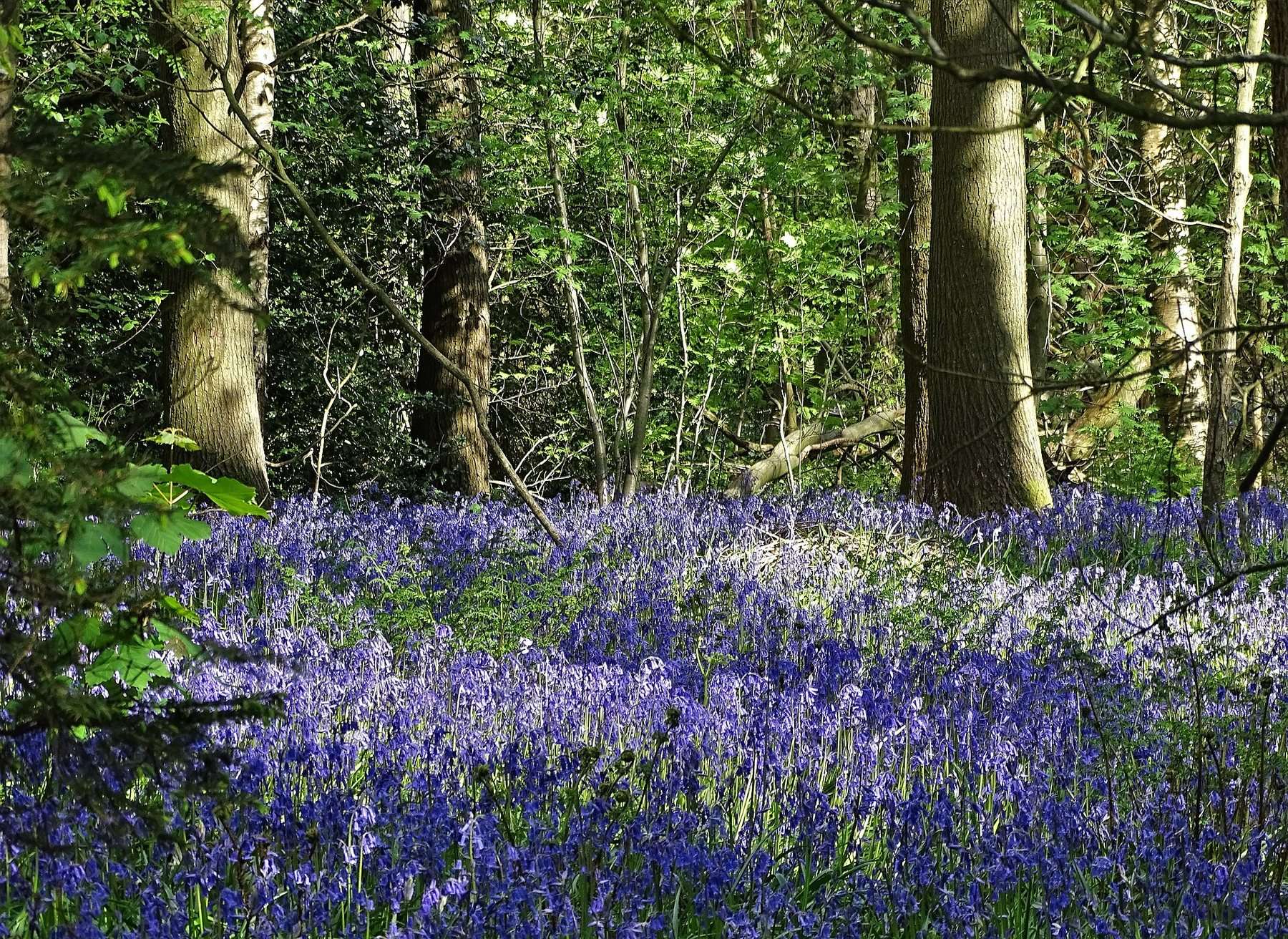 Ecclesall Woods Circular