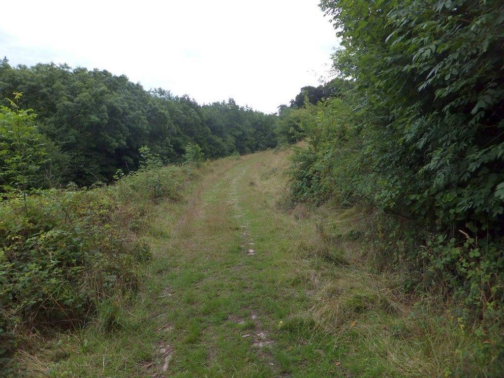 Eggesford Forest Walk