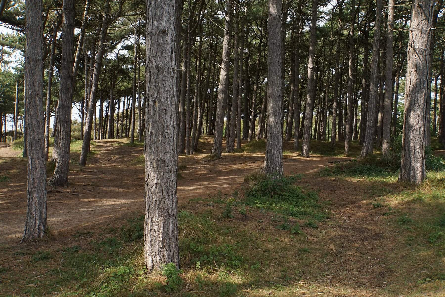 Formby Squirrel Walk and Pinewoods