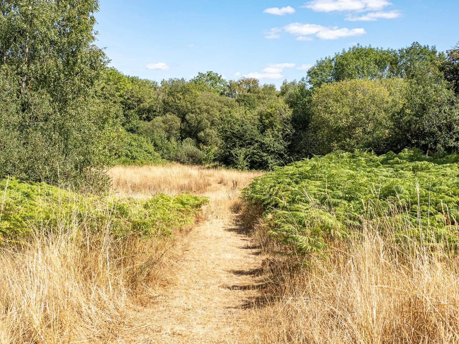 Garway Hill Common