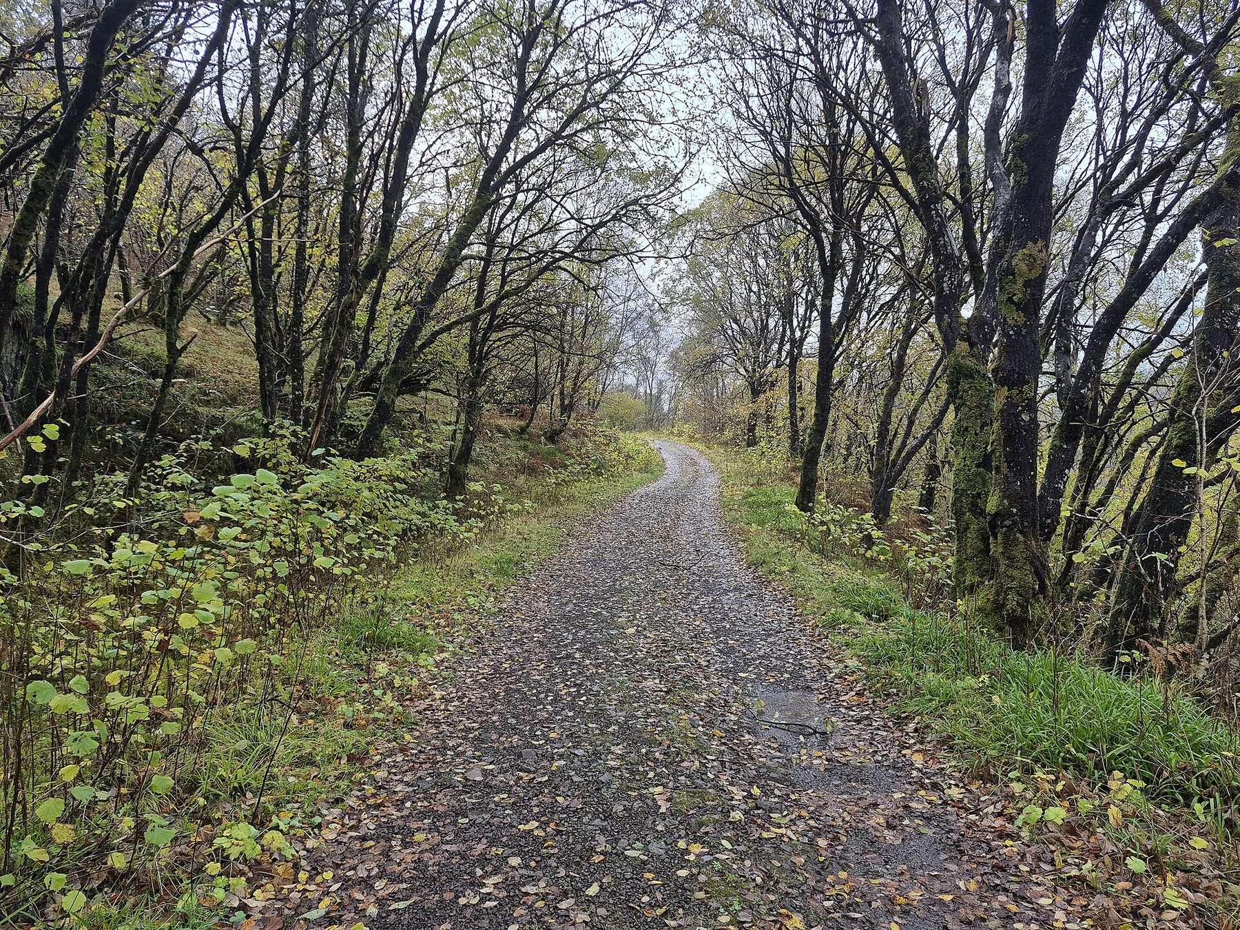 Glen Nant Oakwoods Ant Trail