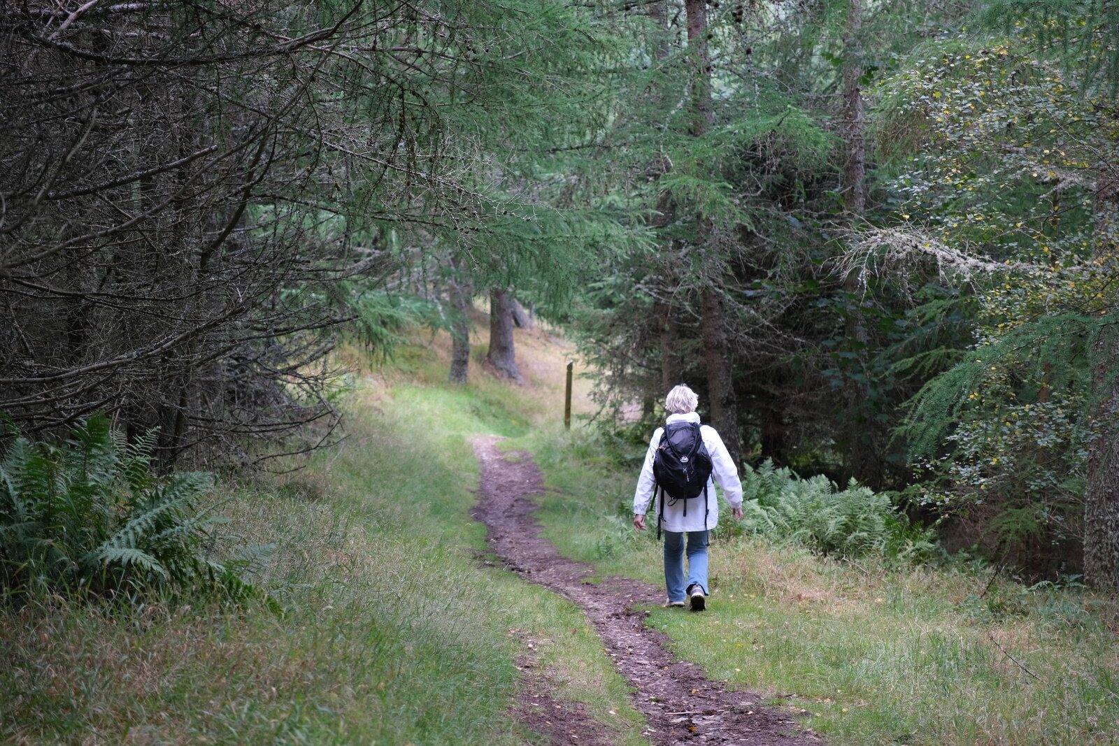 Glentress Forest Buzzard's Nest Trail