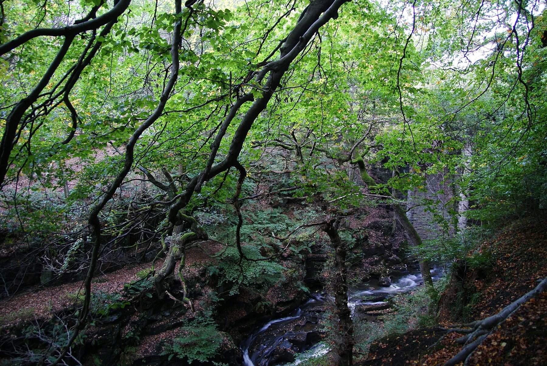 Healey Dell Nature Reserve