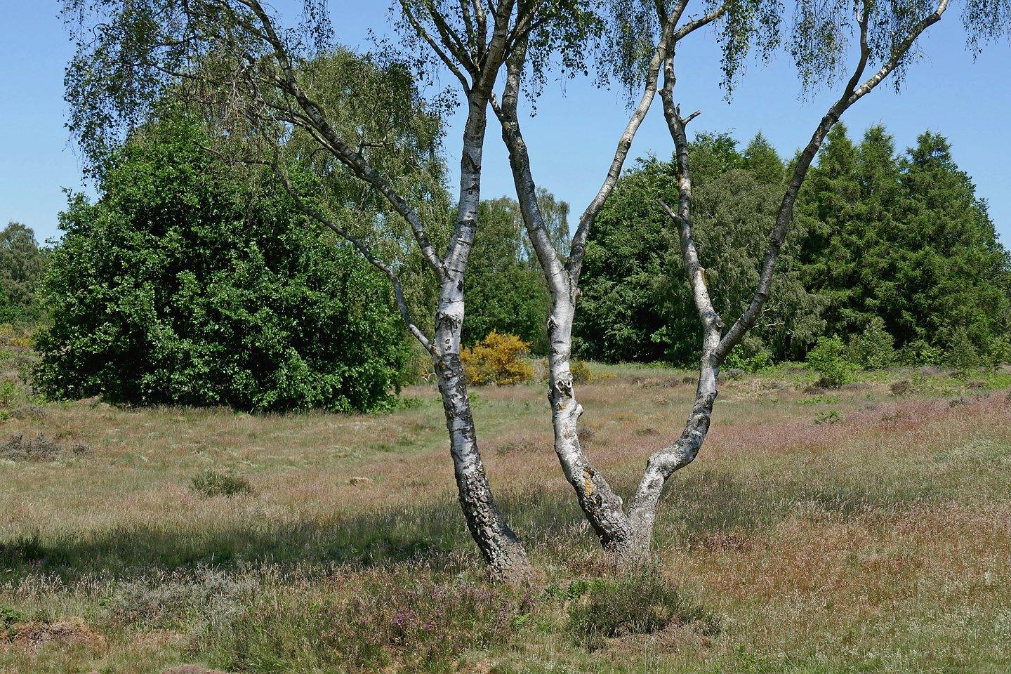 Highgate Common Circular Walk