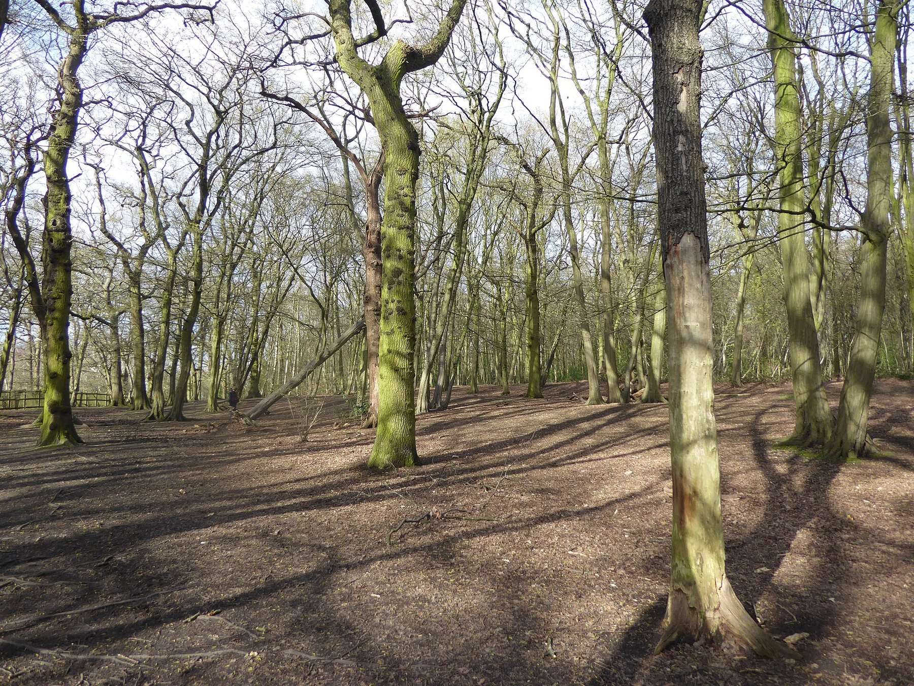 Highgate Wood and Queen's Wood Circular