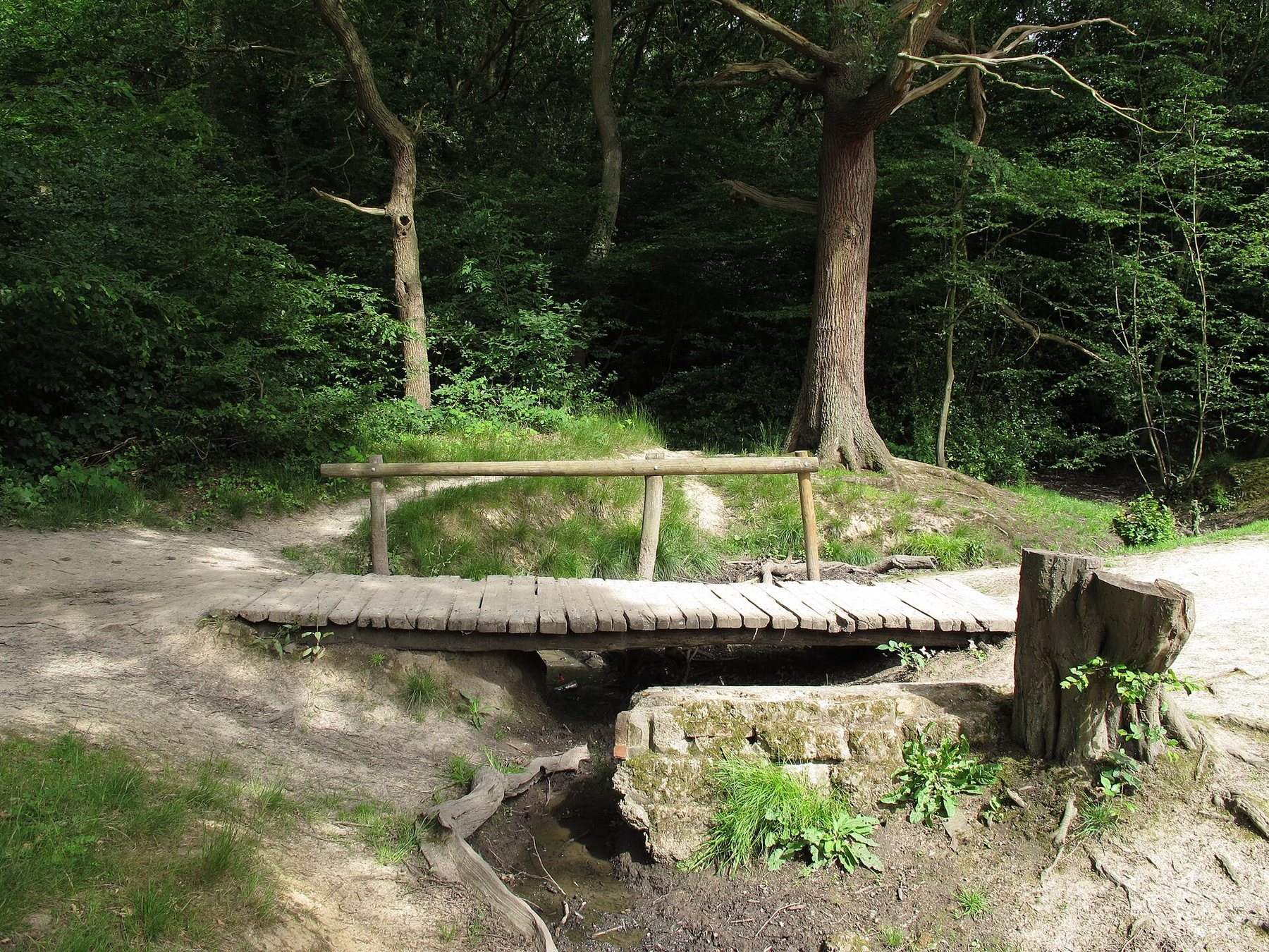 Hockley Woods Ancient Woodland Walk