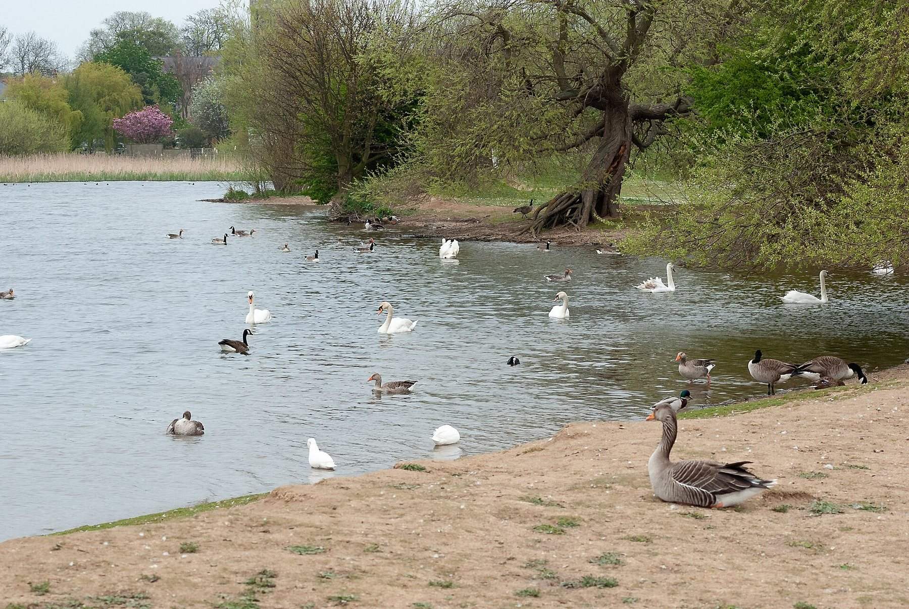 Hornsea Mere Circular from Kirkholme Point
