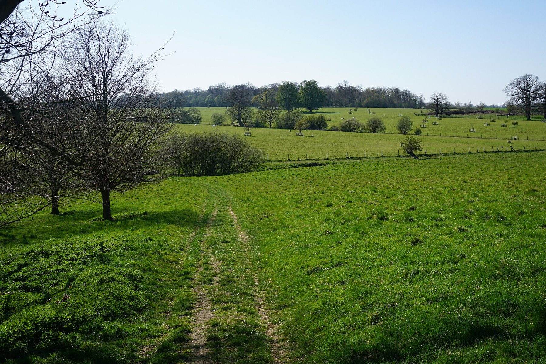 Ickworth Park and the Tea Party Oak Walk