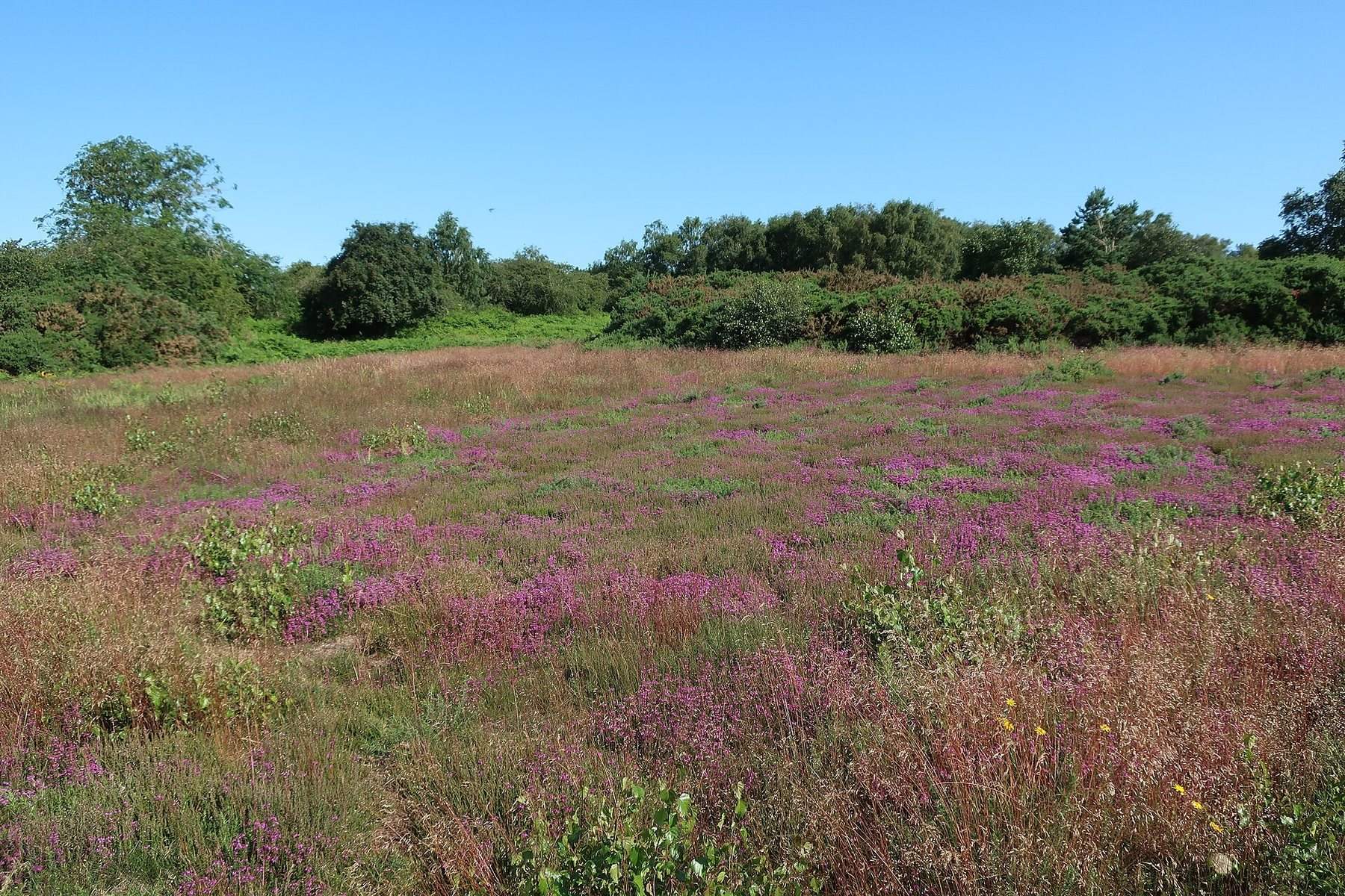 Kelling Heath and Weybourne Circular Walk