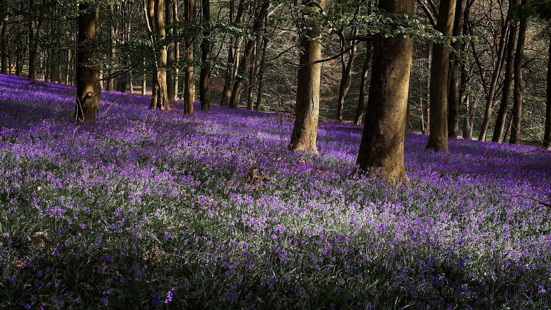King's Wood Circular from Challock