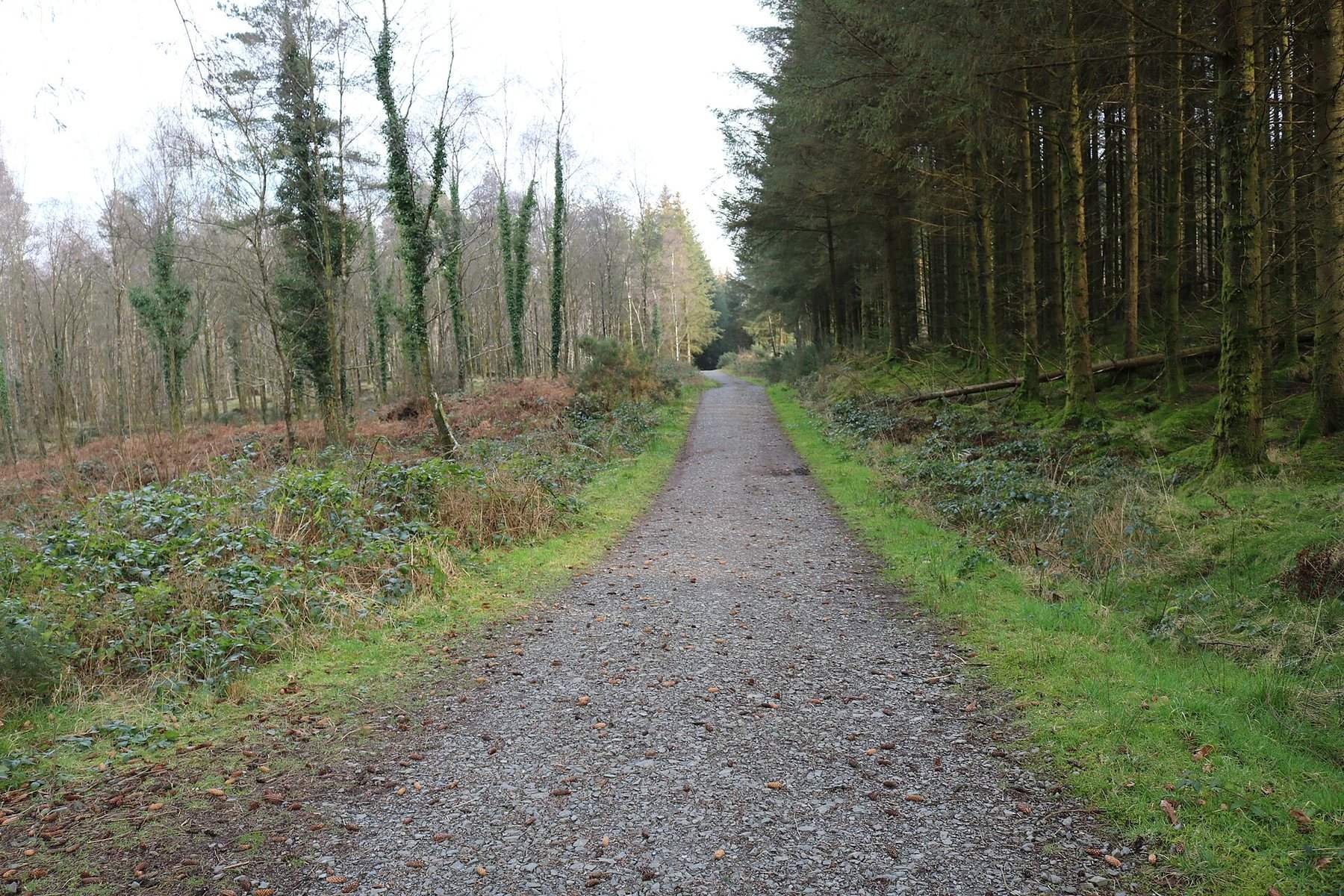 Kirroughtree Forest: Larg Hill Trail