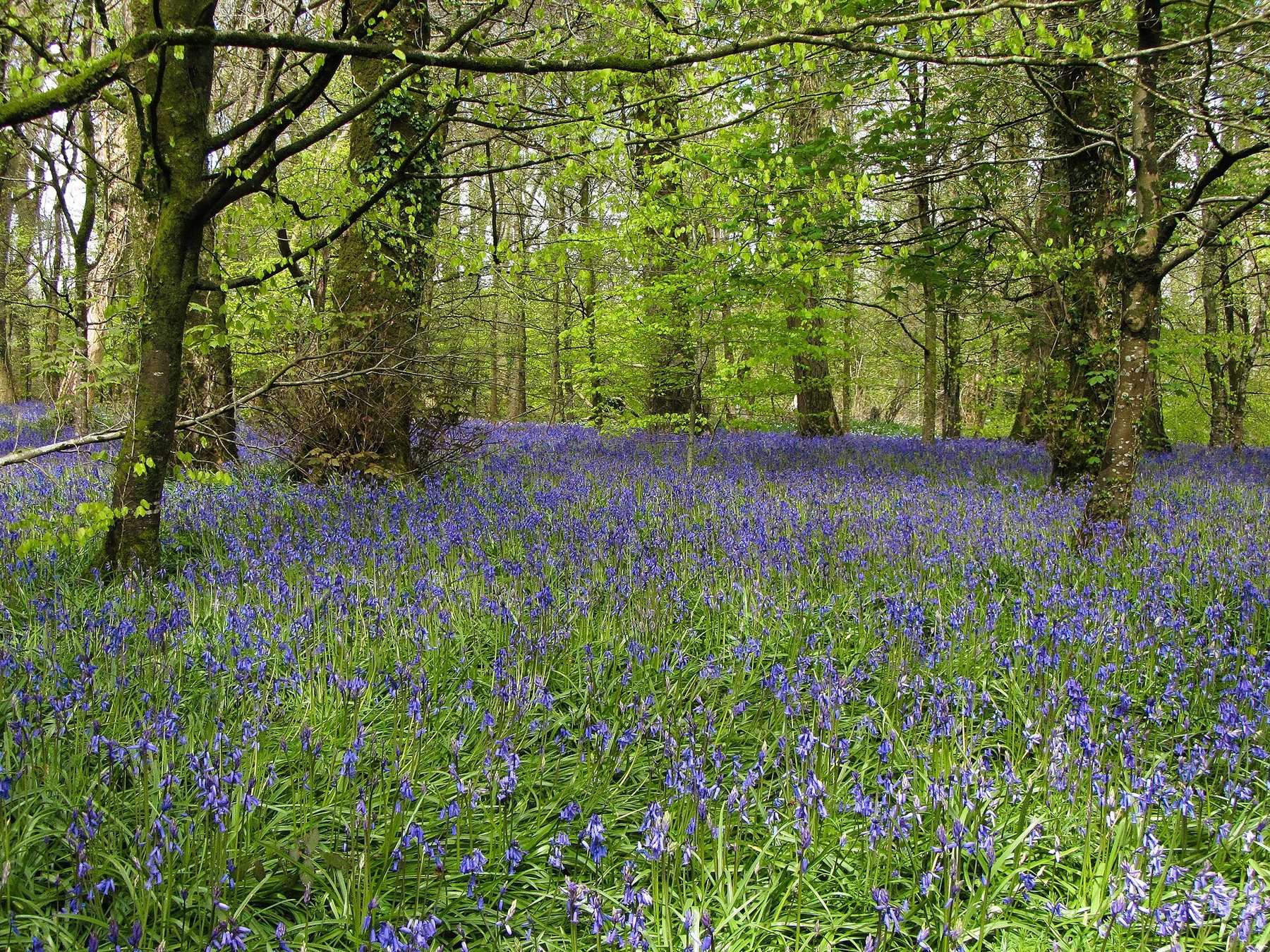 Lanhydrock Woods and Respryn Bridge Circular
