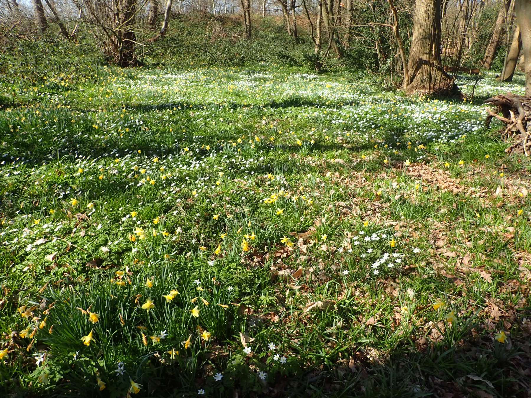 Lesnes Abbey Woods and Bostall Heath Circular