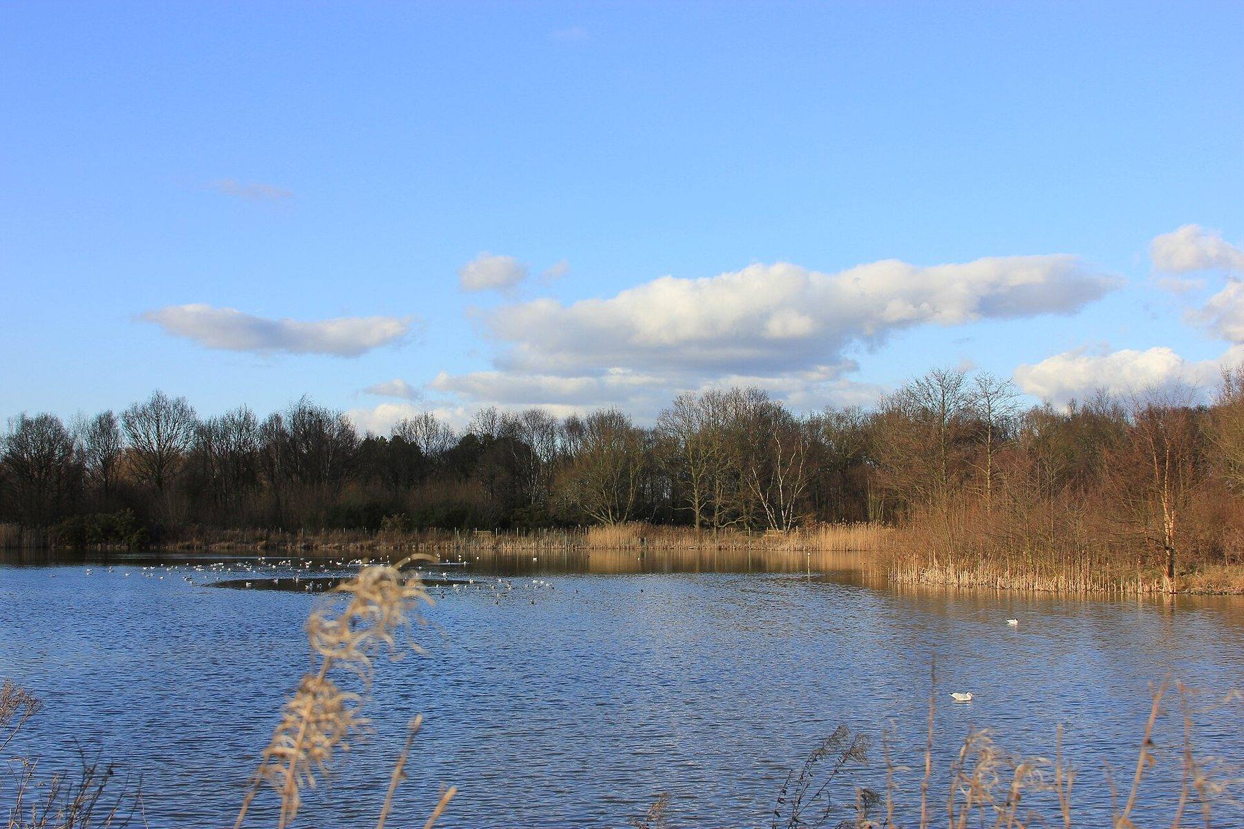 Lindow Common, Wilmslow