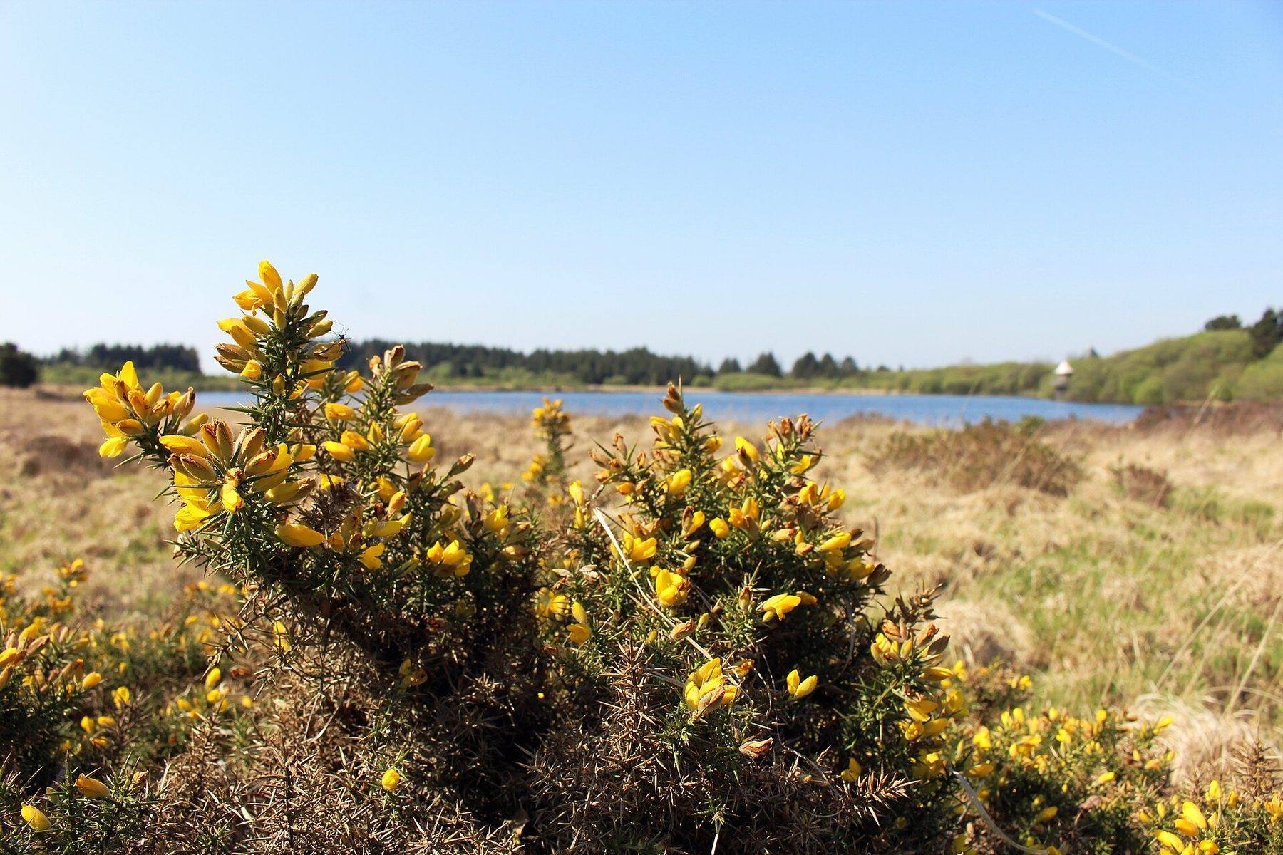 Llyn Llech Owain Country Park Lake Walk