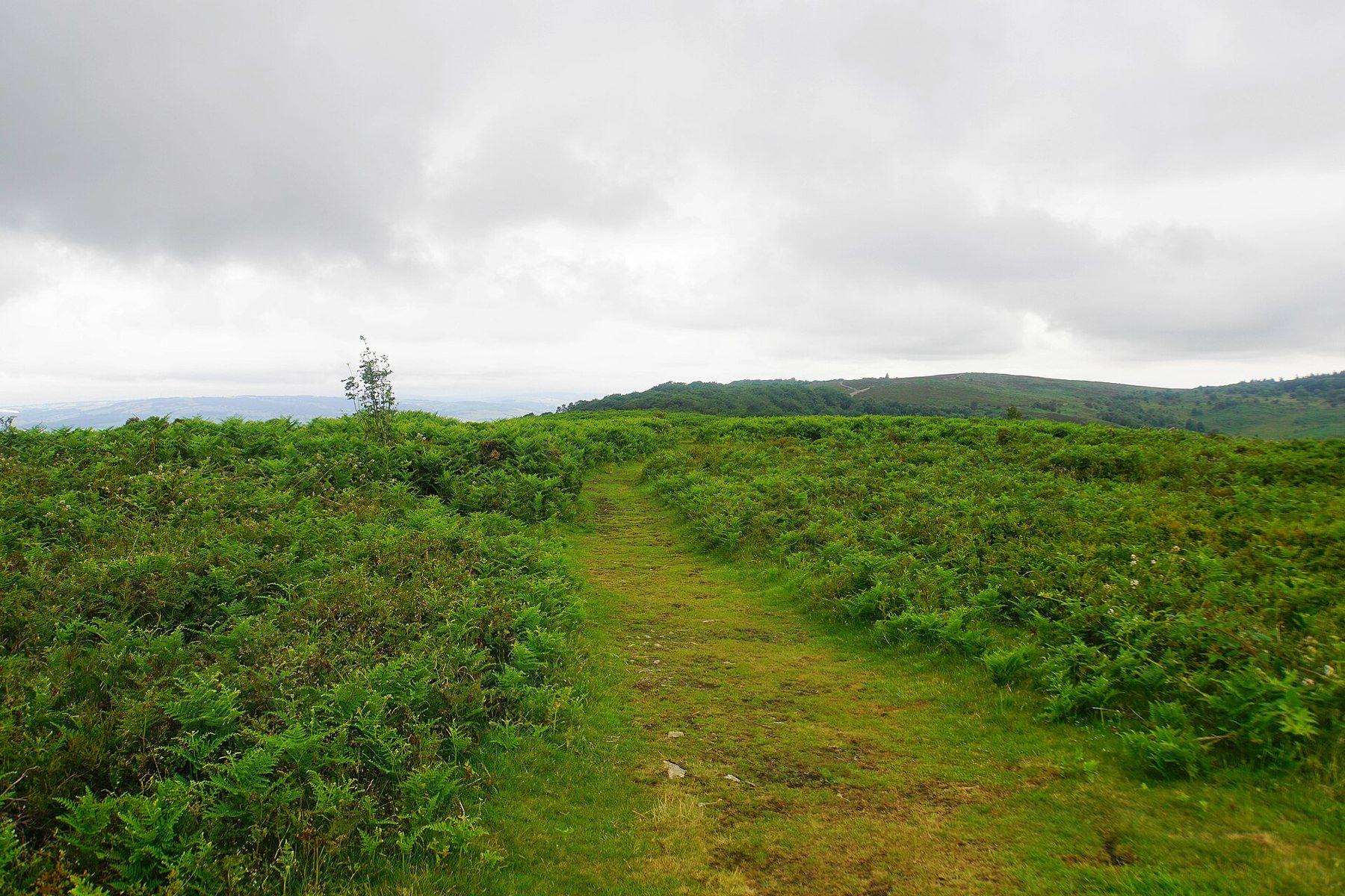 Lydeard Hill and Wills Neck Ridge Walk