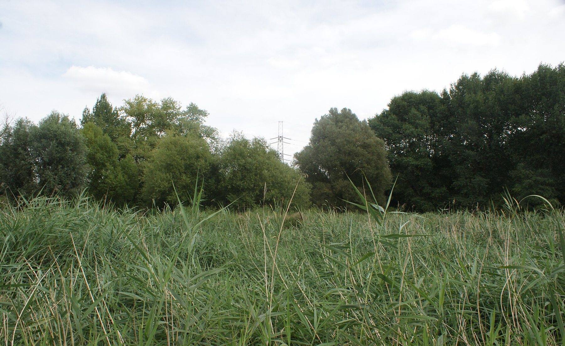 Morden Hall Park and the River Wandle