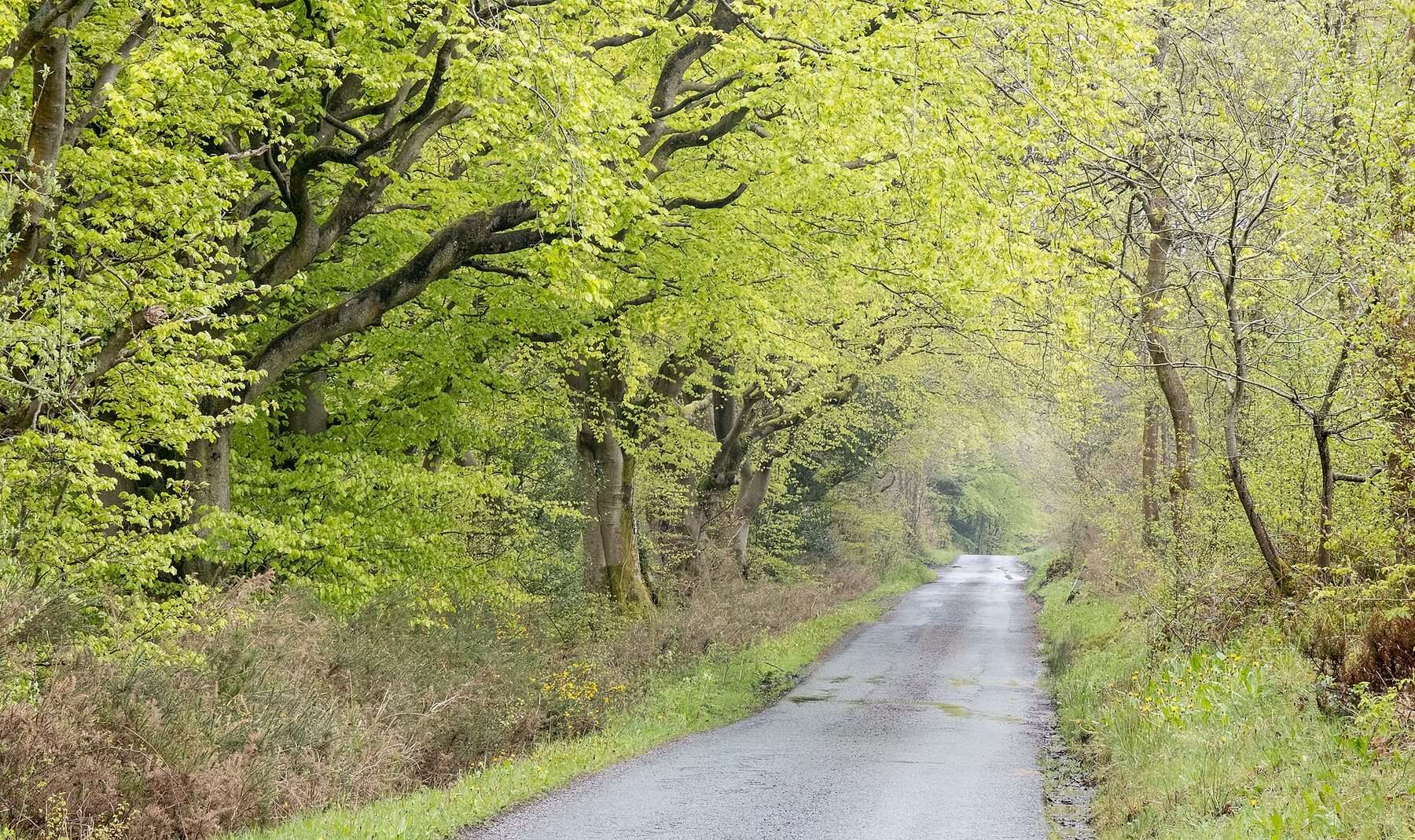 Nercwys Forest Circular