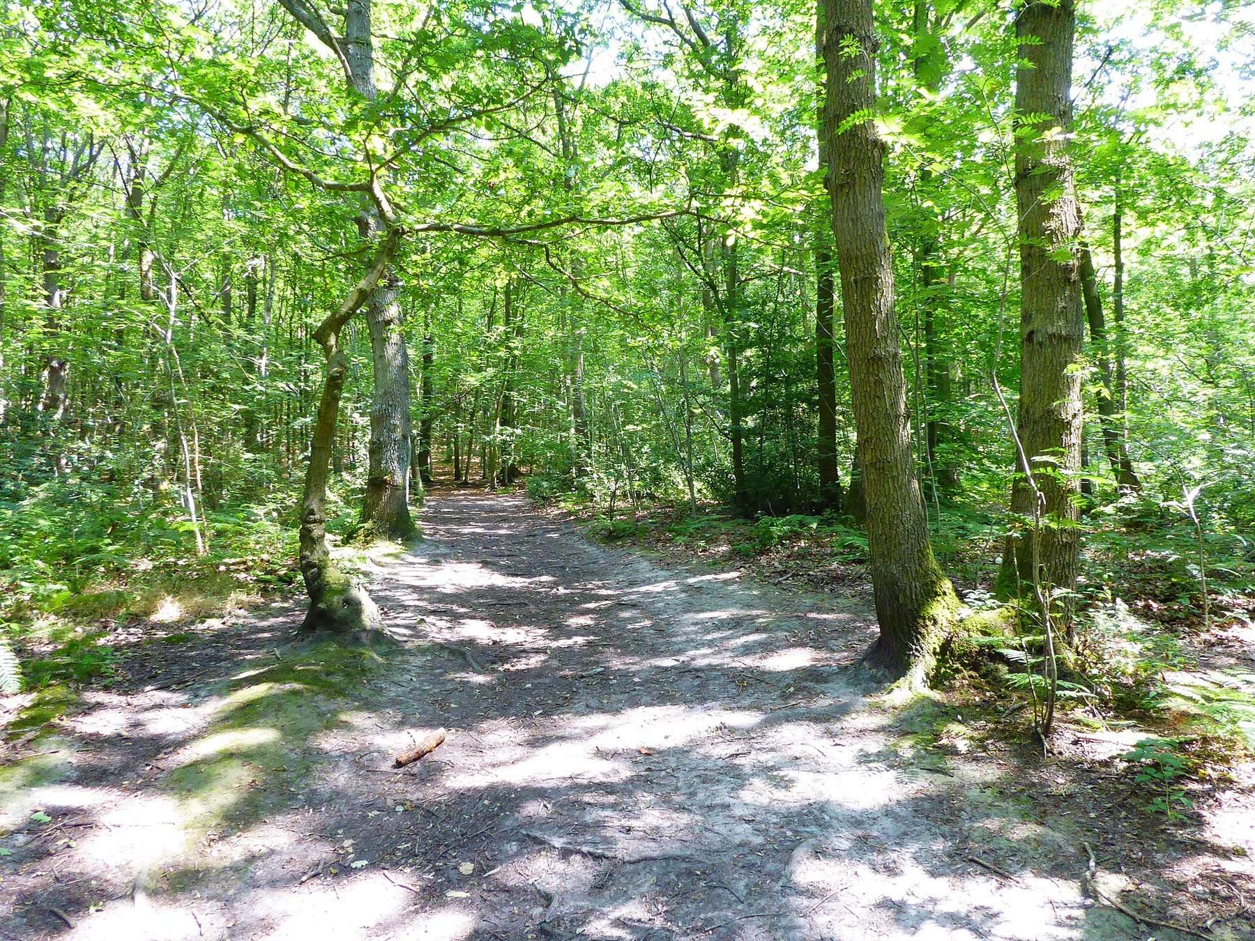 Oldbury Hill Fort and Styants Wood Circular
