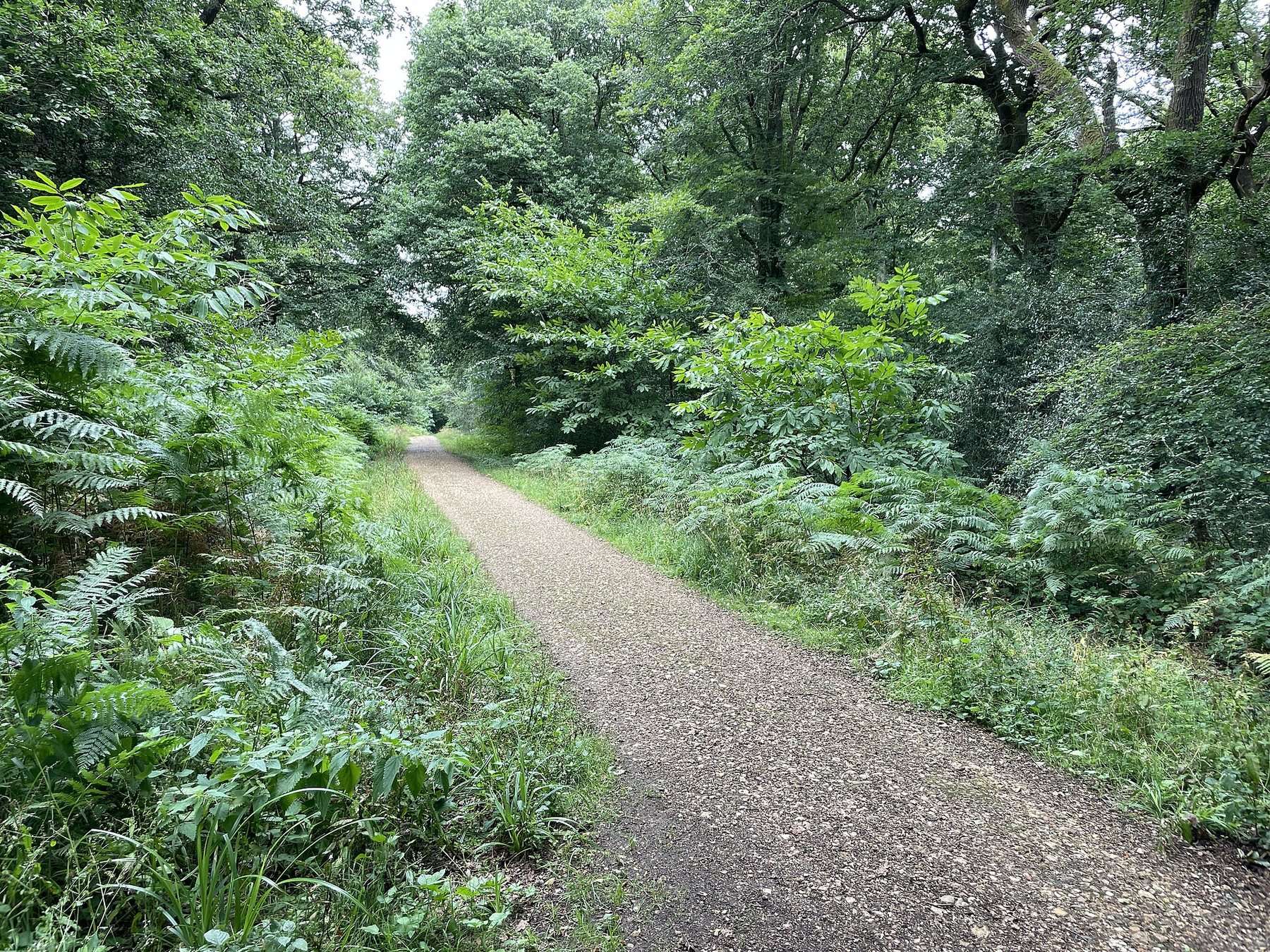 Parkhurst Forest Circular Walk