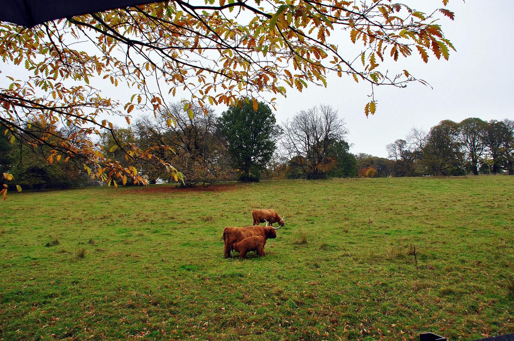 Pollok Country Park Circular
