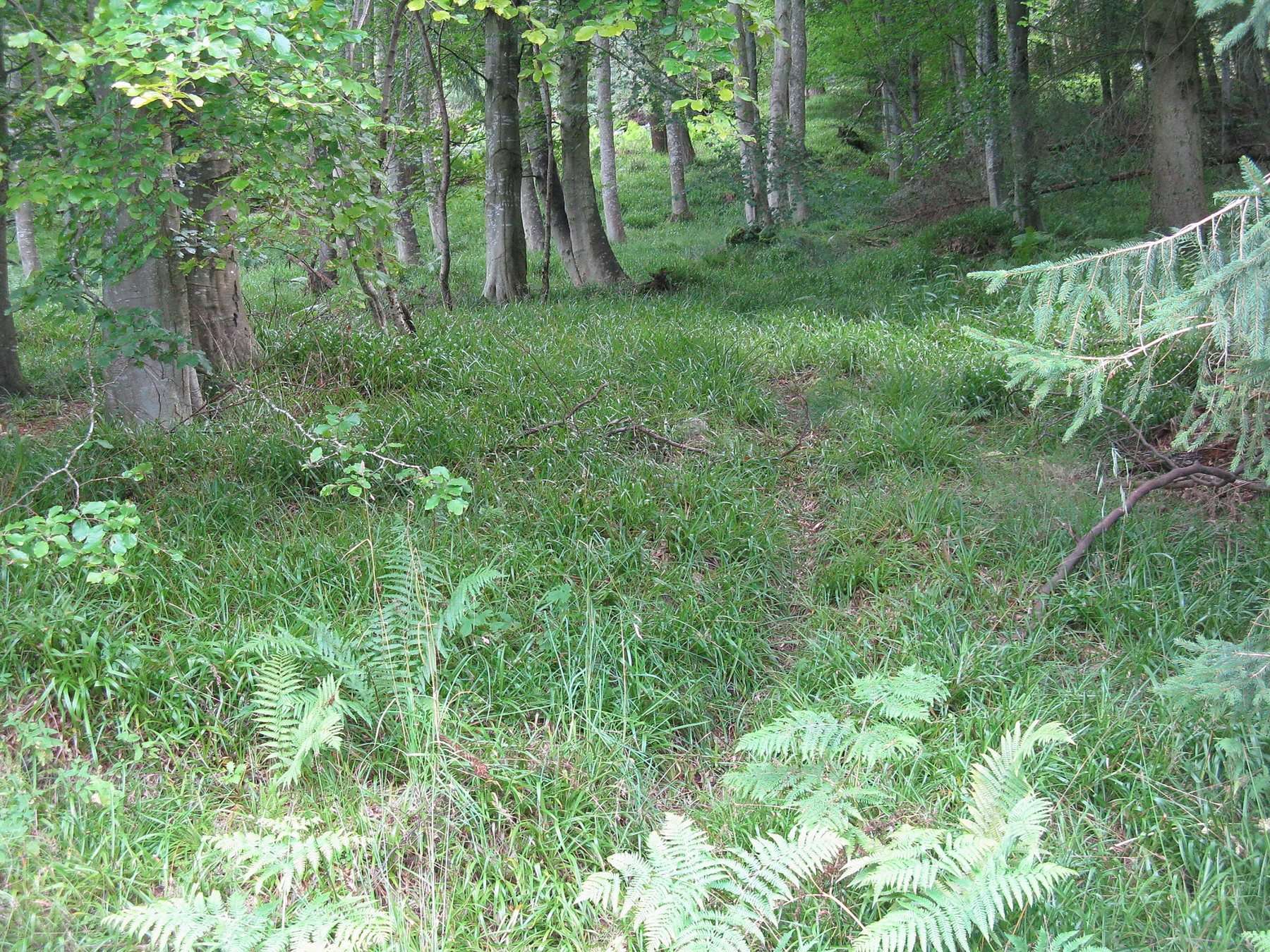 Pressmennan Wood and Lake
