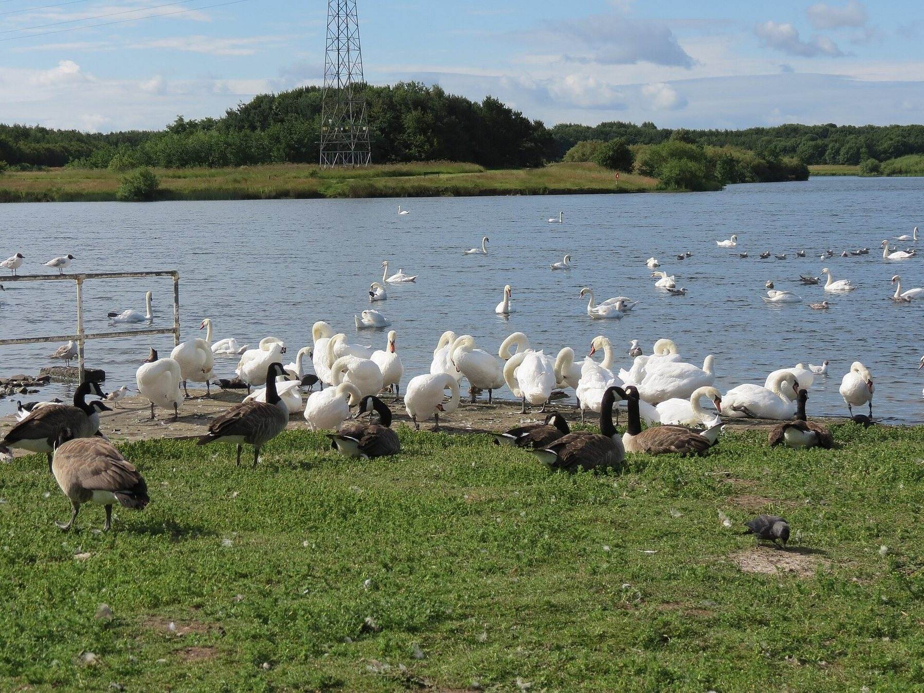 Queen Elizabeth II Country Park Lake Circuit, Ashington