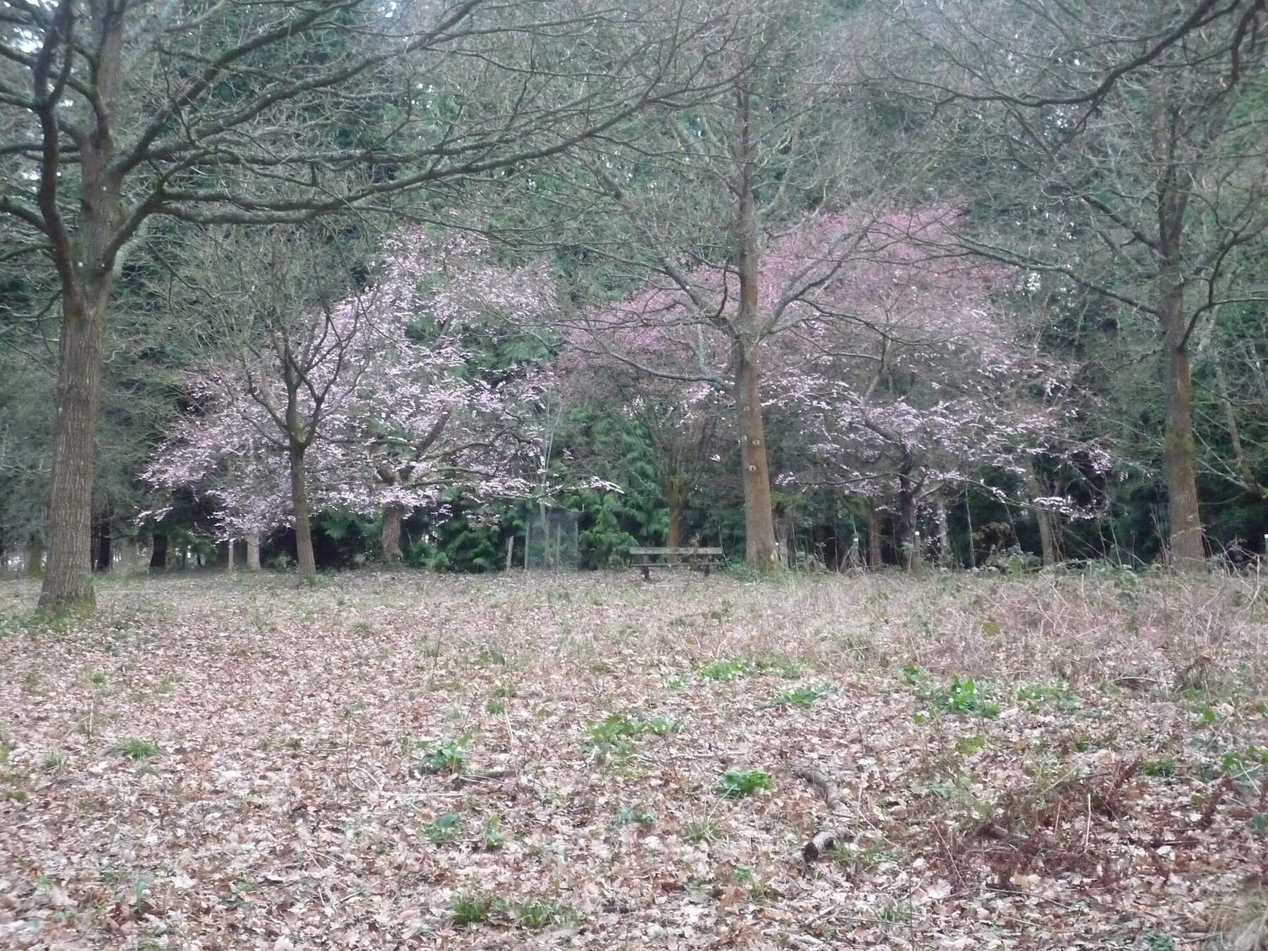 Queenswood Country Park and Arboretum