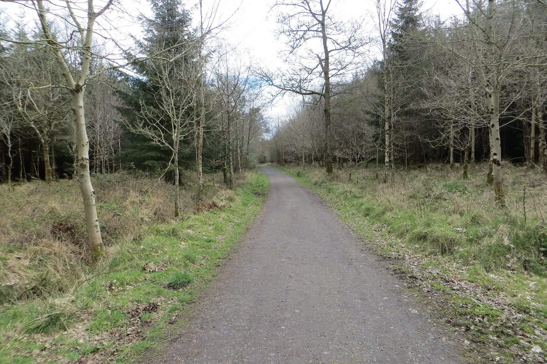 Randalstown Forest Circular