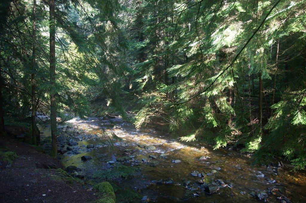 Reelig Glen Tall Trees Walk, Moniack