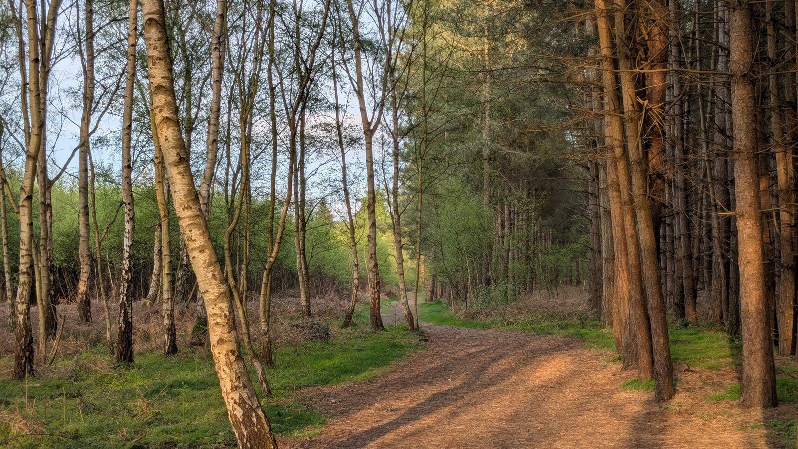 Rendlesham Forest UFO Trail Walk