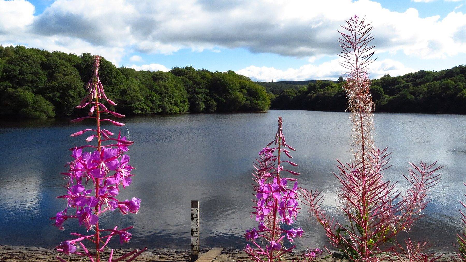 Roddlesworth Reservoirs and Tockholes Plantation