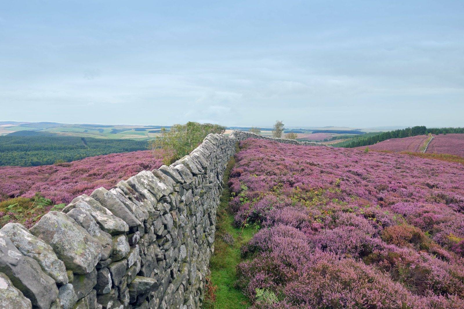Ros Castle and Hepburn Wood