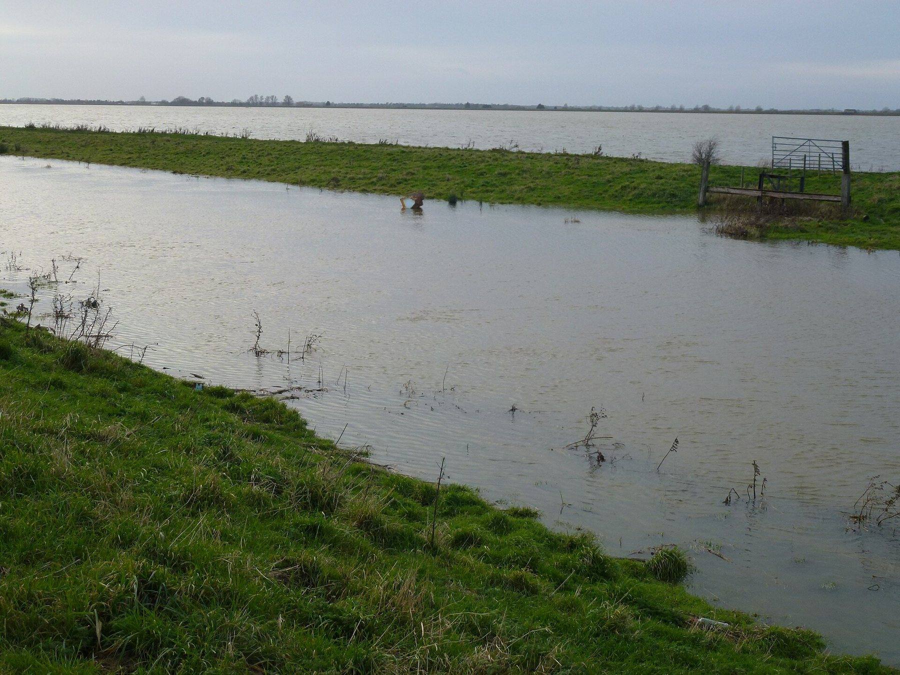 RSPB Ouse Washes Reserve Walk